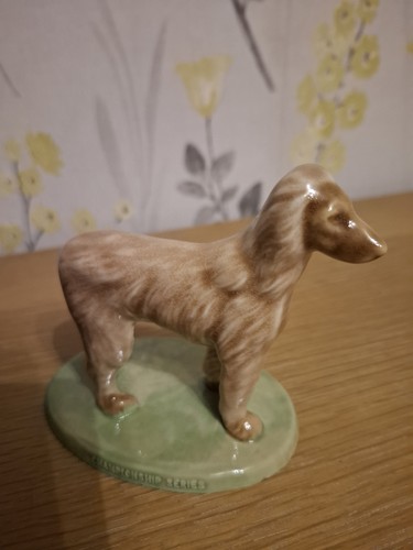 Wade championship dogs - wade,