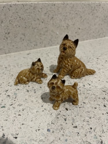 Wade cairn terrier dog - wade, x