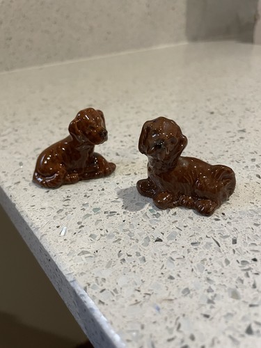 Wade red setter dogs pups - pups, 2